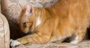 4 métodos para evitar que tu gato rasque tus muebles