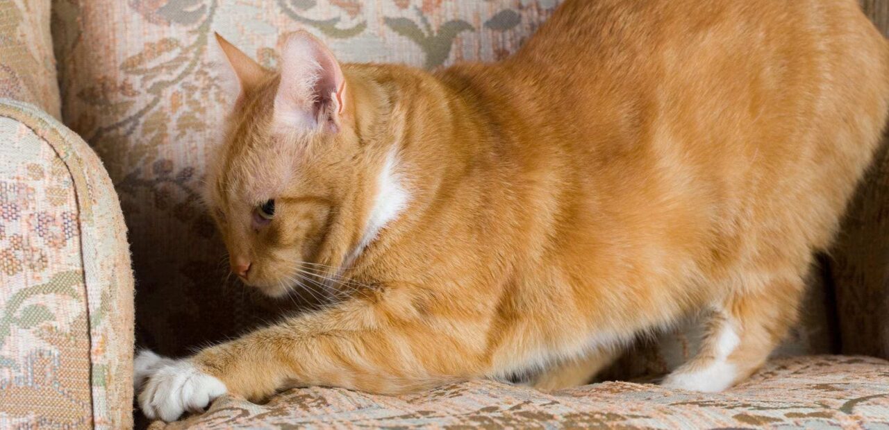 4 métodos para evitar que tu gato rasque tus muebles