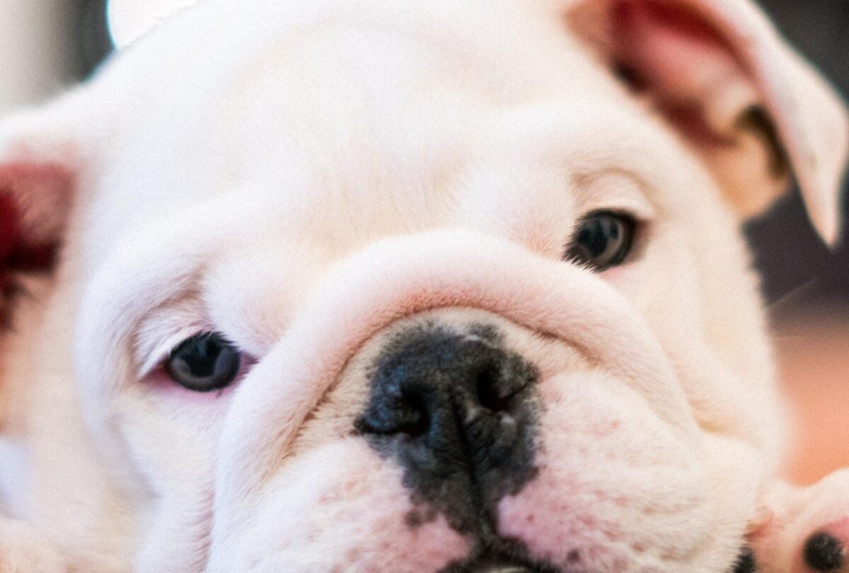5 alimentos que le puedes dar a tu perro cuando está enfermo |