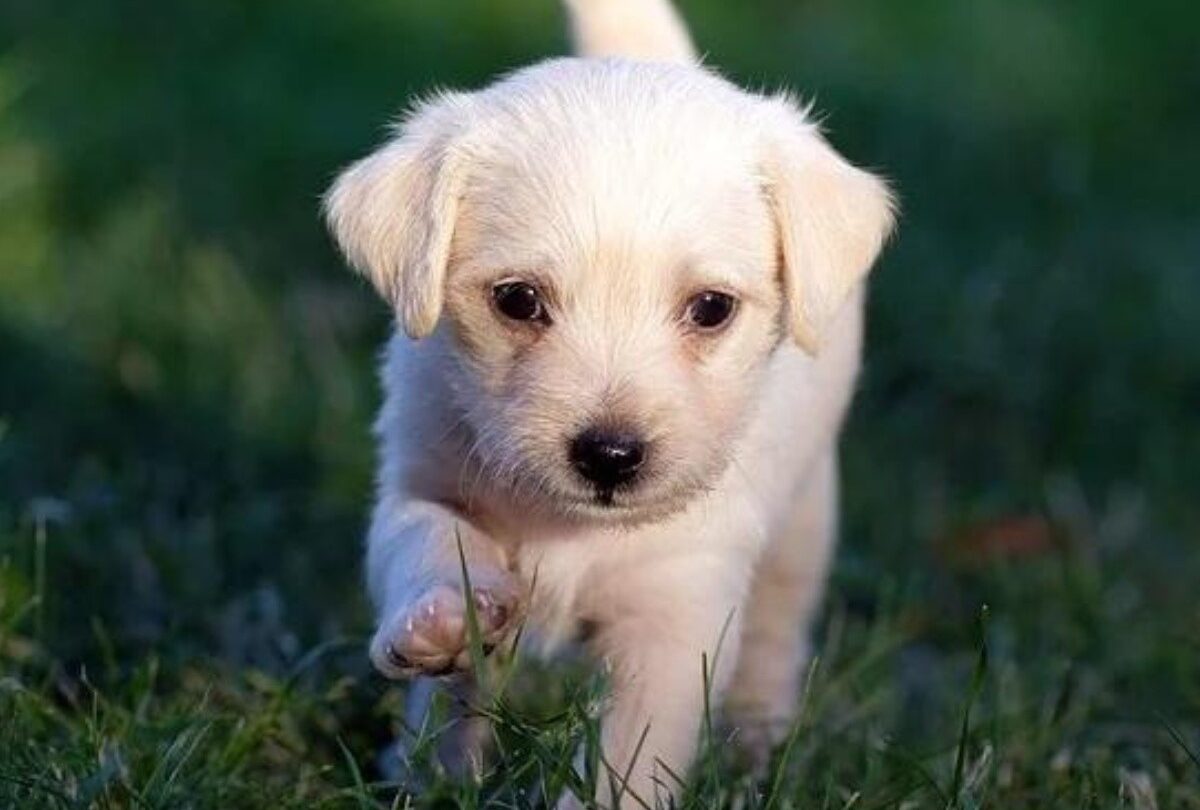 Cachorro nuevo en casa Cómo recibirlo y qué se debe considerar |