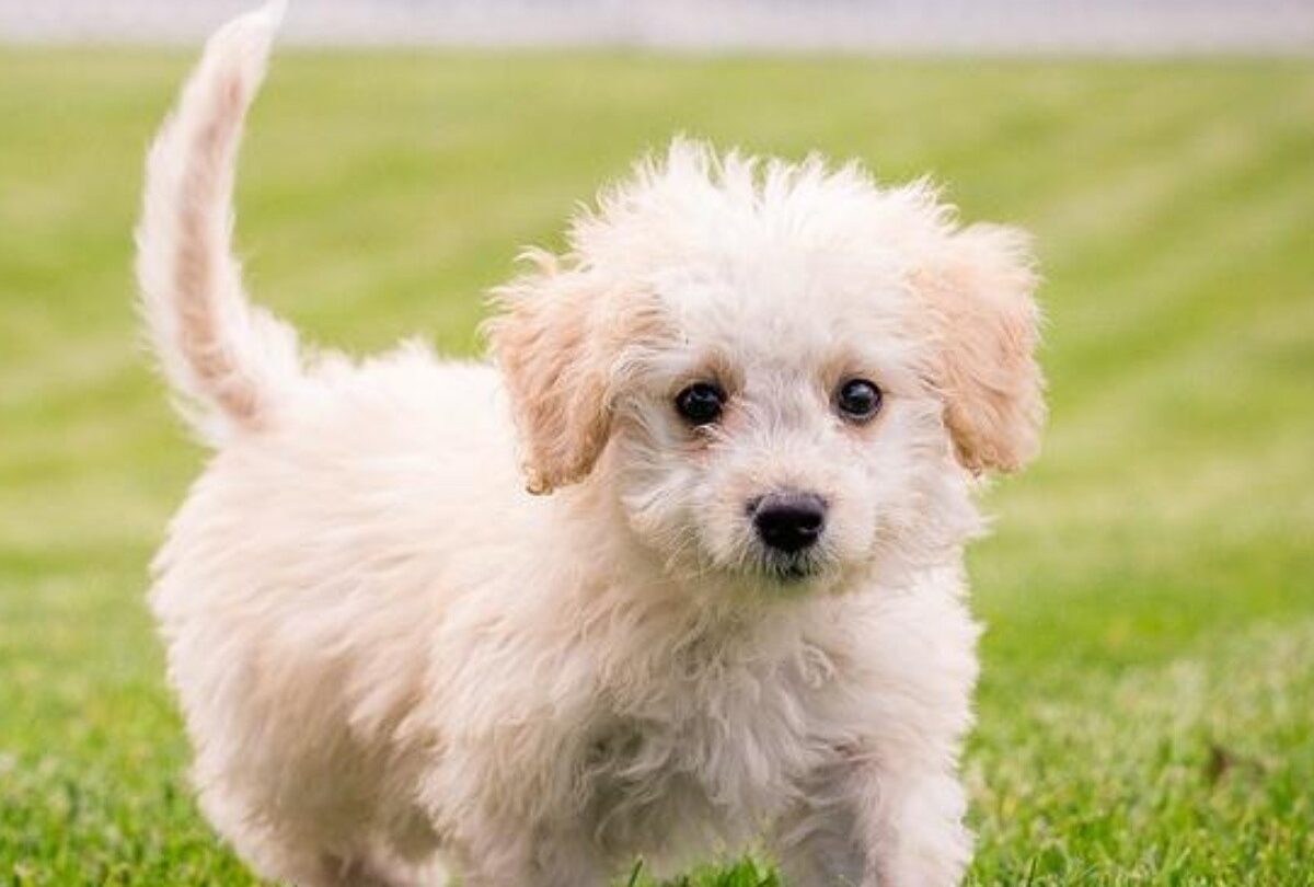 Consejos sobre cómo crear reglas en casa para tu nuevo cachorro |
