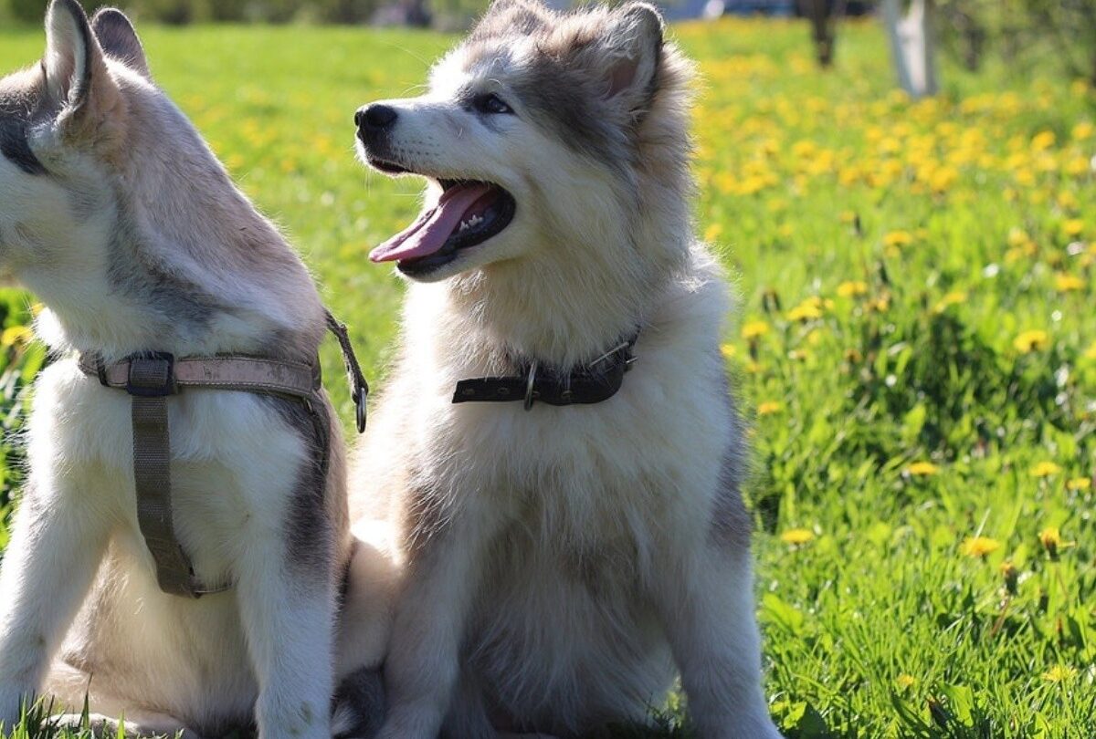 Por qué se le cae el pelo a un cachorro y cómo puedo ayudarlo |