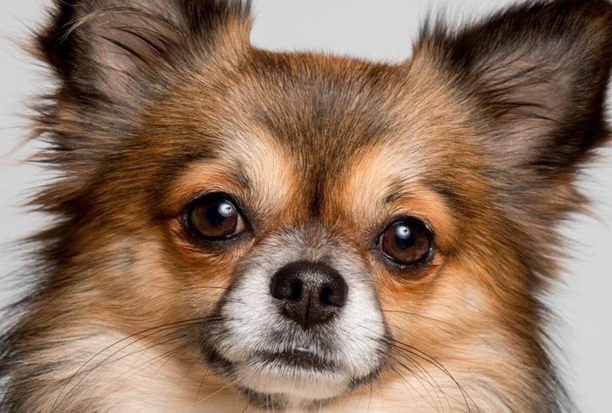 5 datos interesantes que debes de saber si tienes un chihuahua |