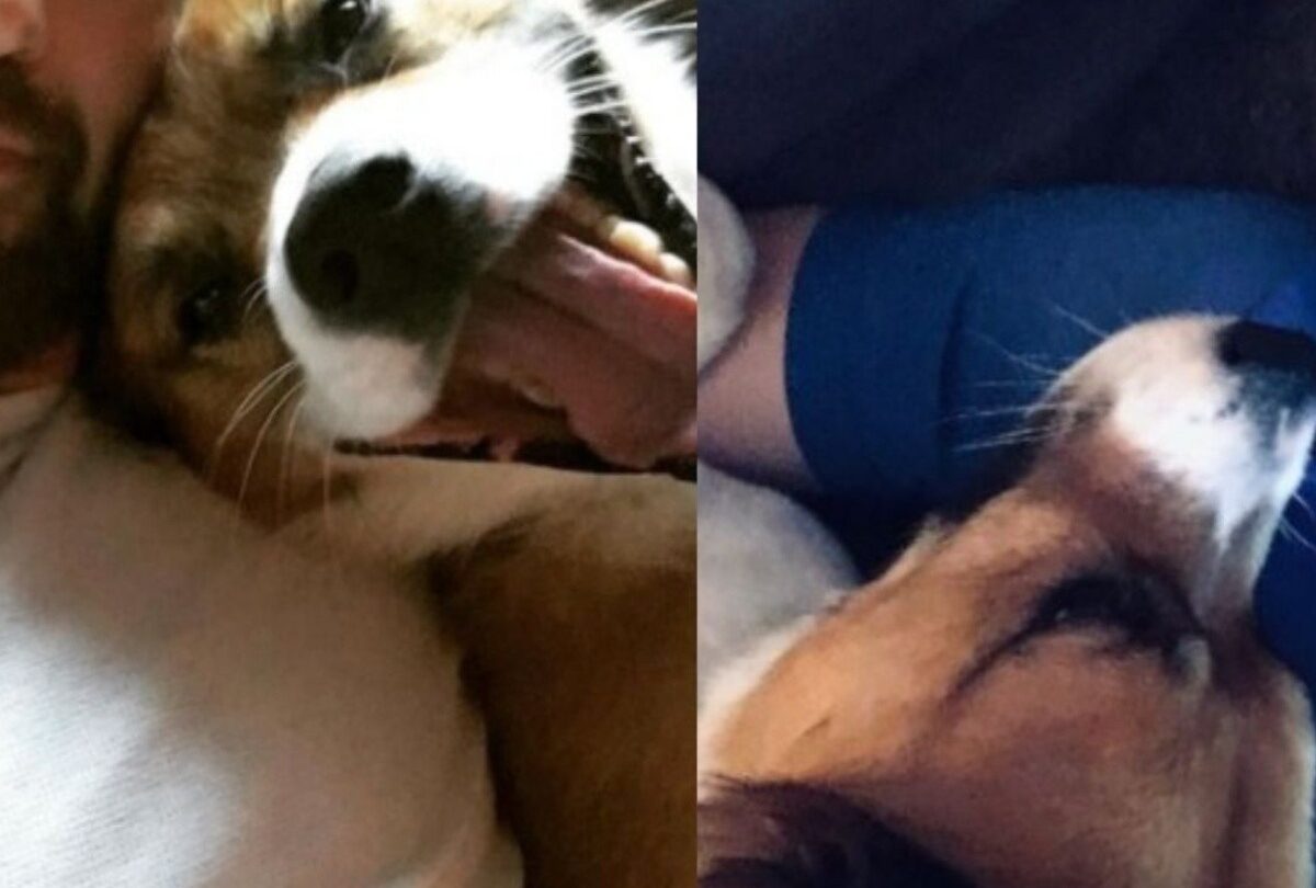 Dodger el perro mestizo que Chris Evans rescató de la perrera |