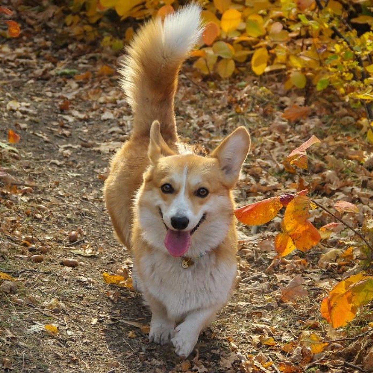 Qué significa los movimientos de cola en perros y por qué lo hacen