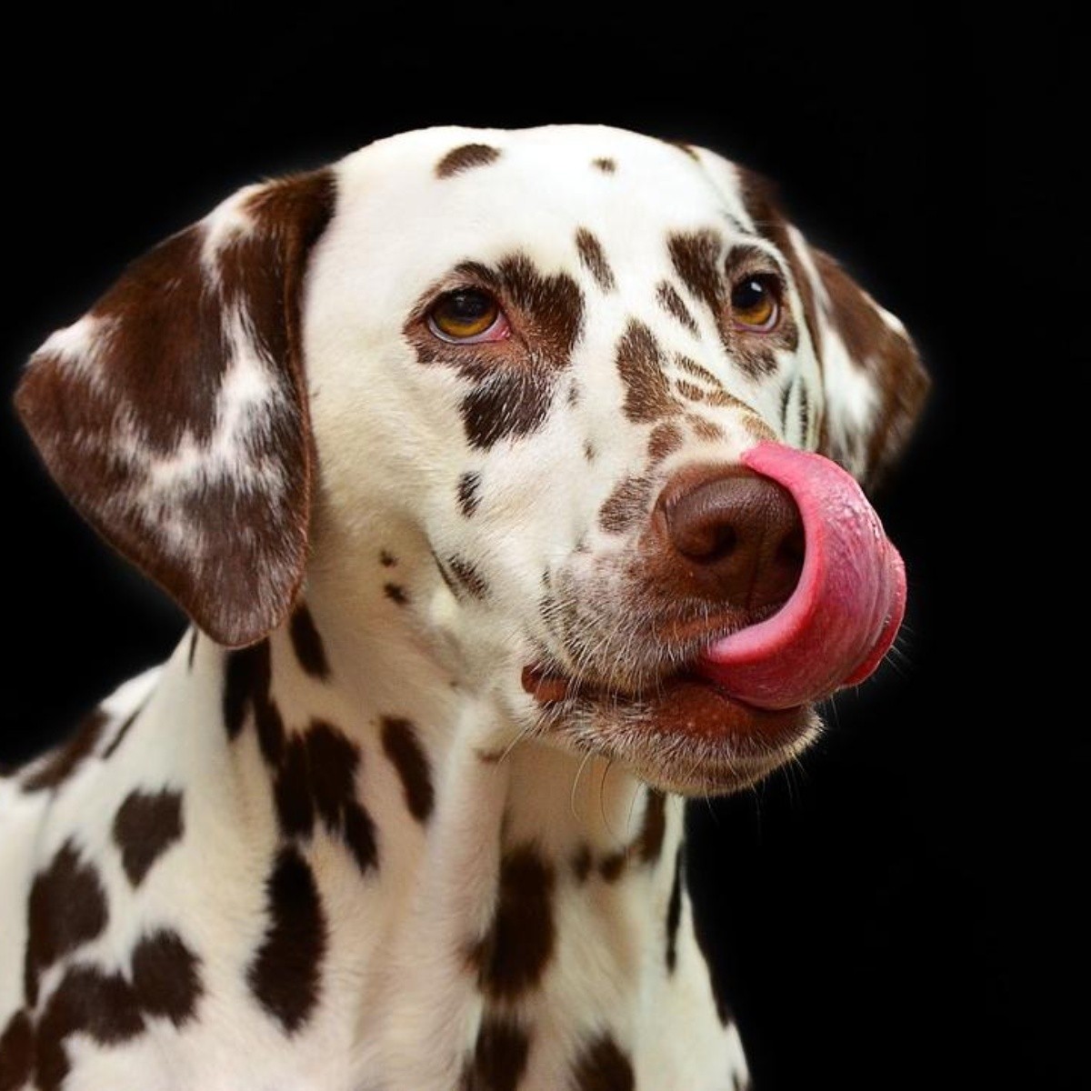 Por qué es malo el chocolate para los perros y qué hacer si comen