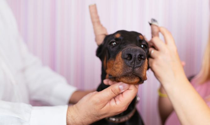 Cirugías estéticas de animales serán penadas con 7.5 años de cárcel