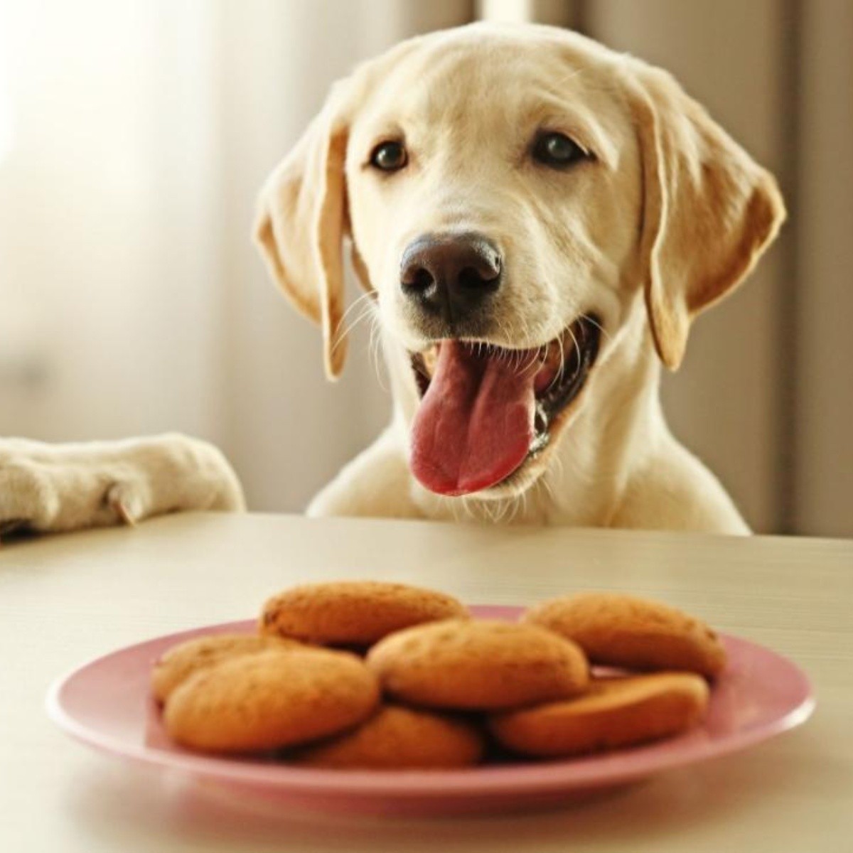 Respuesta a la pregunta de si los perros pueden comer galletas