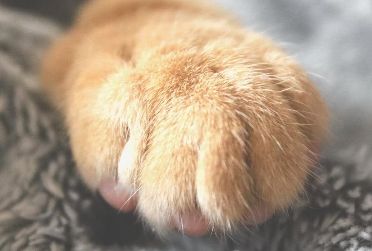 Ver morir a esos gatitos en mis manos fue lo más duro que viví |