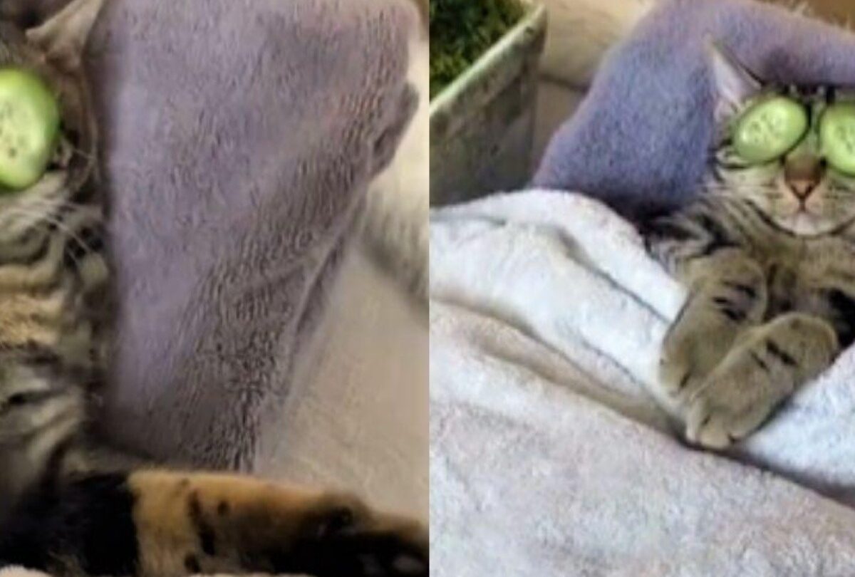 Gatito es sorprendido teniendo un día de spa se hace viral |