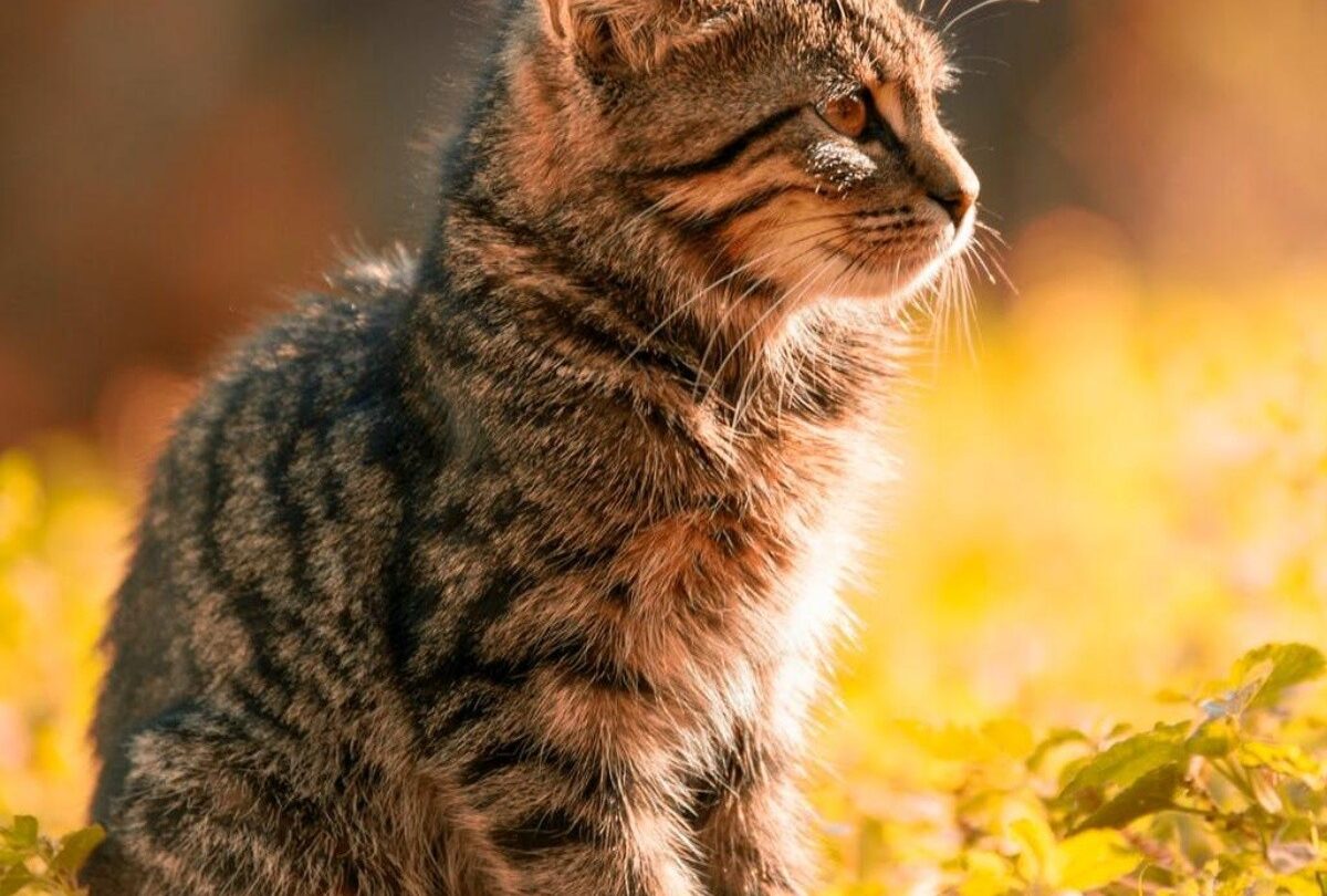ADN antiguo muestra que los gatos se domesticaron a sí mismos |