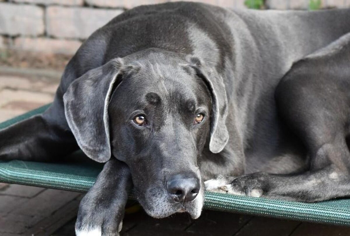 Qué es la displasia en la cadera en los perros y qué la causa |