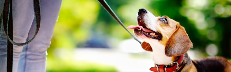 Arneses o collares: cuál es mejor para tu perro, según los veterinarios