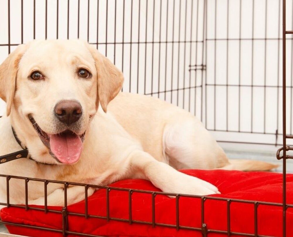 Guía de 7 pasos para enseñar a tu perro a adaptarse a la jaula |