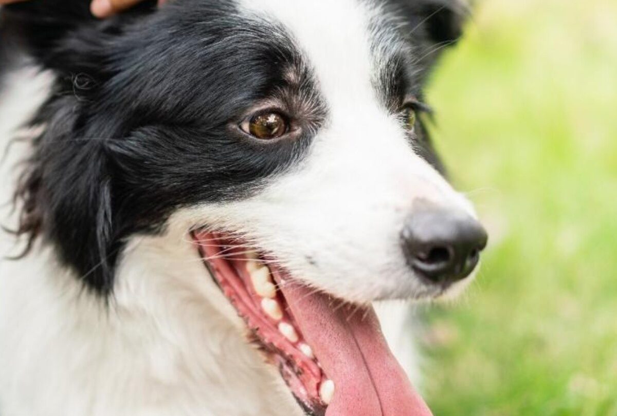 Cómo limpiar los oídos de los perros y cada cuánto tiempo se debe hacer |