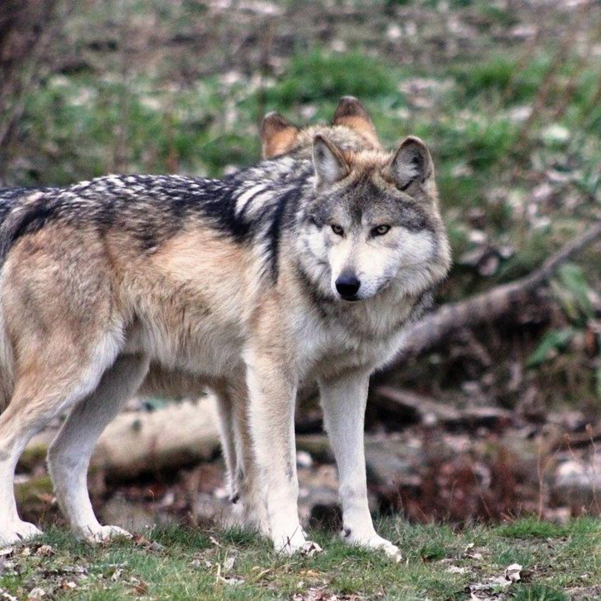 9 características de los animales mamíferos en México