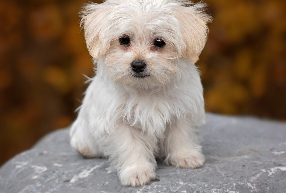 5 razas de perros pequeños que casi no sueltan pelo según expertos |