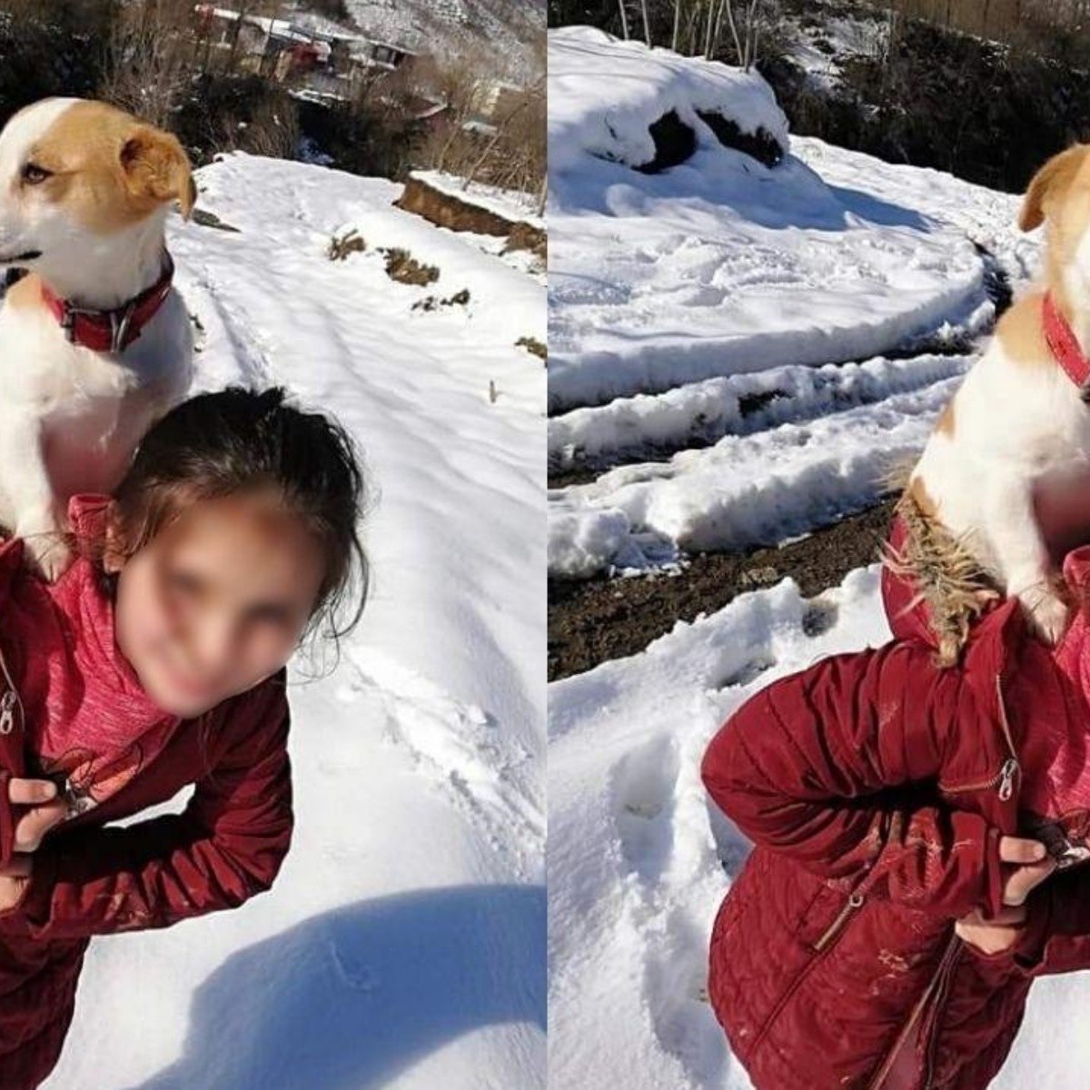 Niña recorre kilómetros en la nieve para llevar a su perro al veterinario