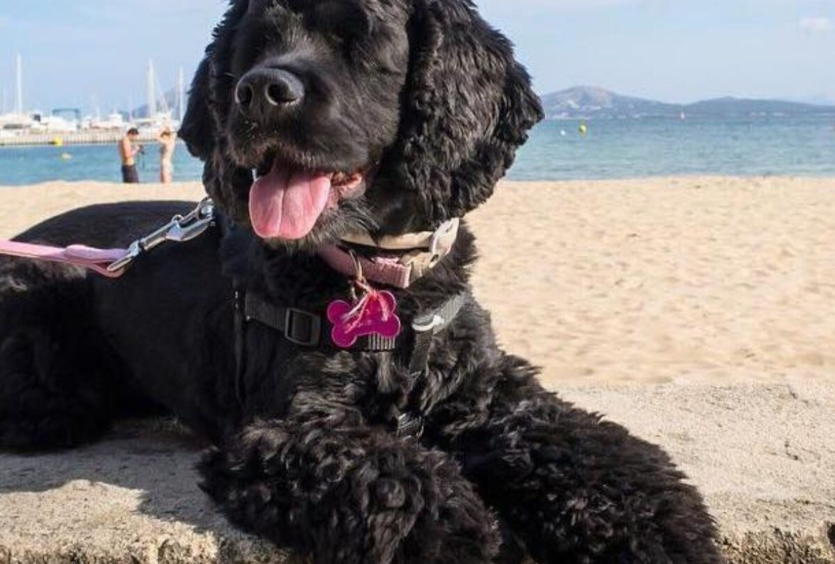 Perrita ciega recupera la vista y ve por primera vez a sus dueños |