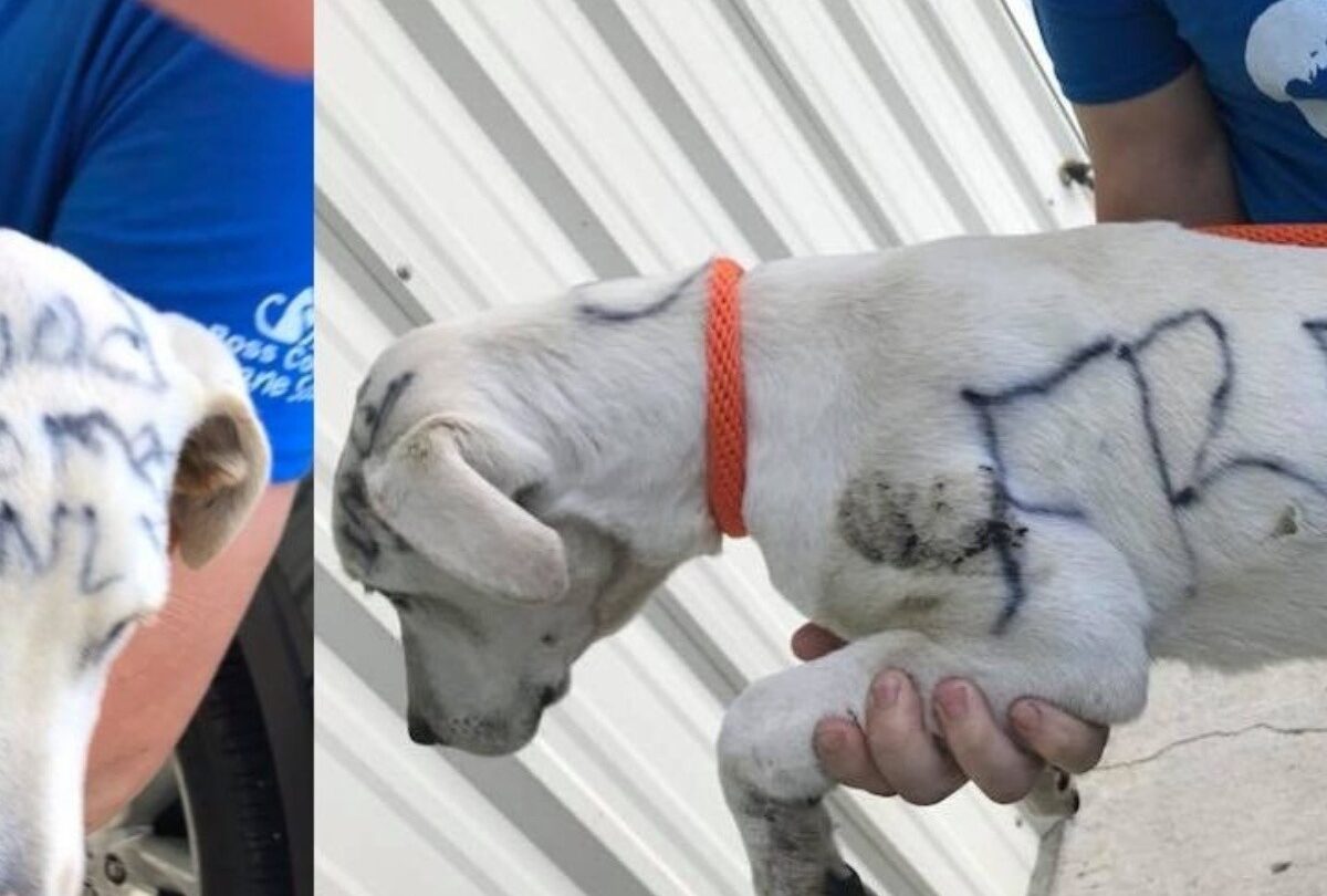 Encuentran a perrita abandonada con la palabra gratis escrita en su piel |