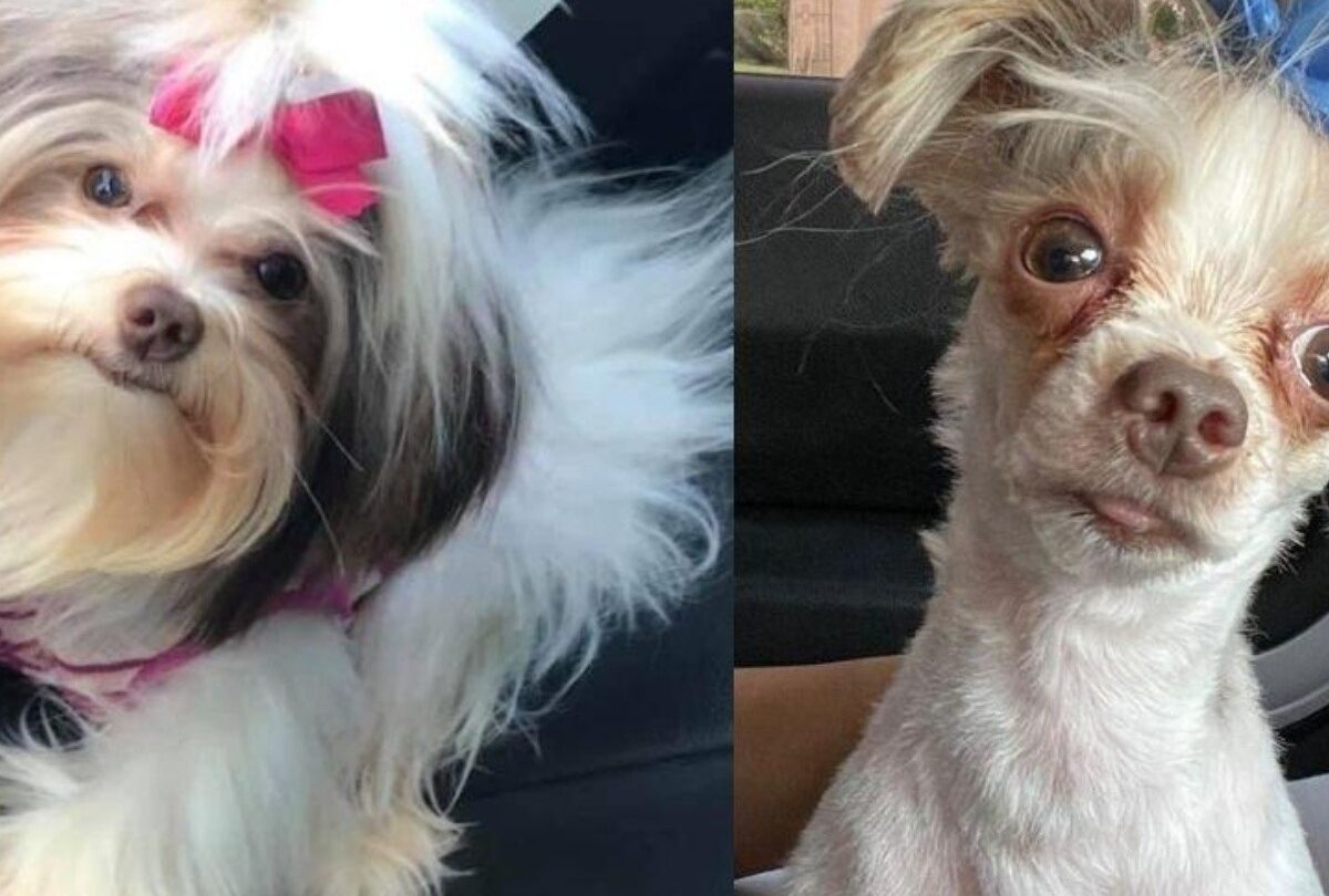 Shih Tzu sale de la estética canina con un cambio radical |