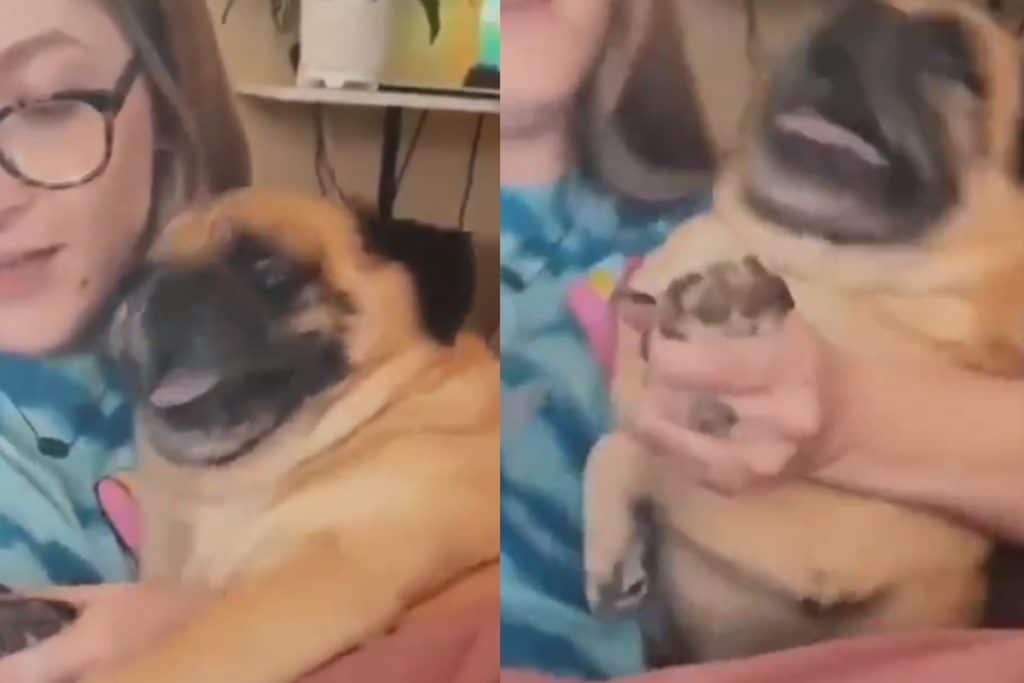 Chillando y retorciéndose, así reacciona un perrito cuando le cortan las uñas (+video)