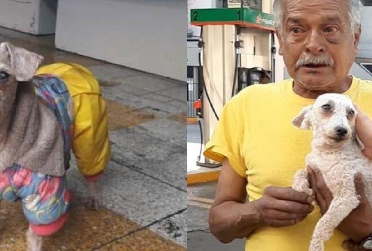 Señor que vende dulces en la calle recupera a su perrito que creía perdido |