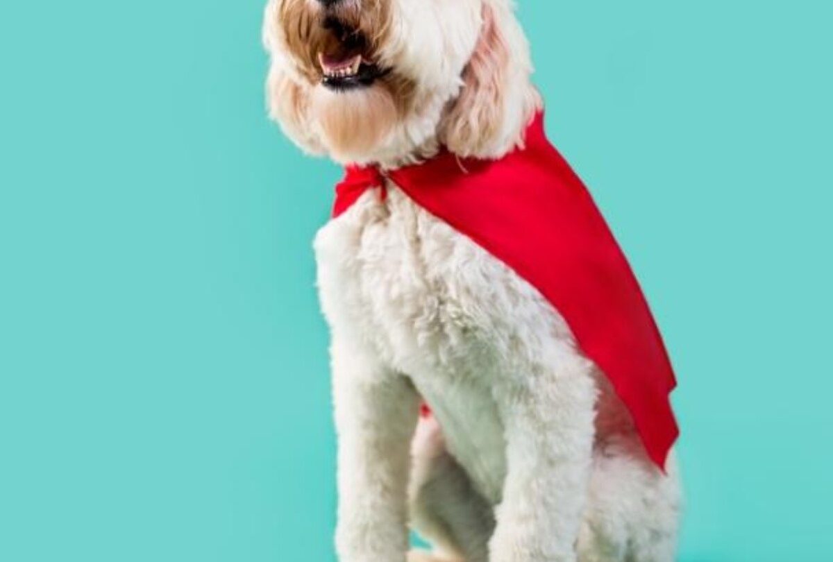 50 nombres para tu mascota inspirados en el universo de Marvel |