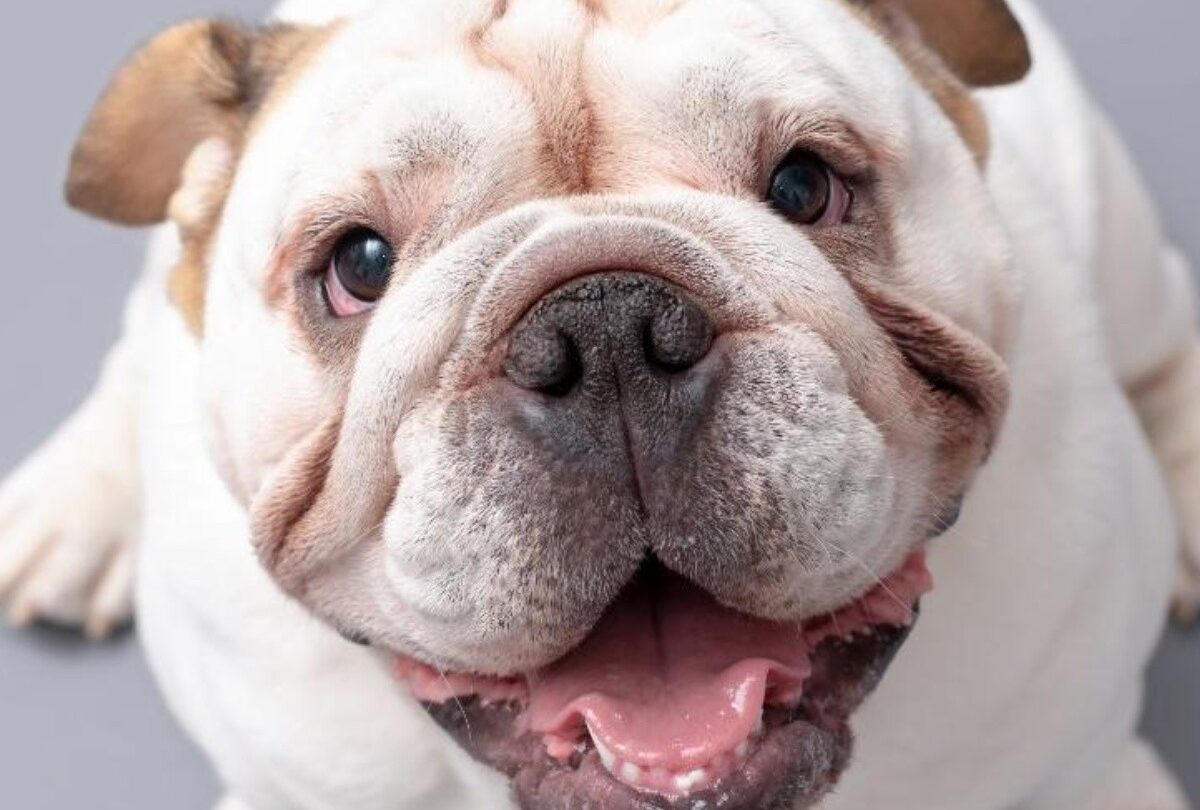 4 razones por las que un perro te mira fijamente una de ellas es porque te ama |