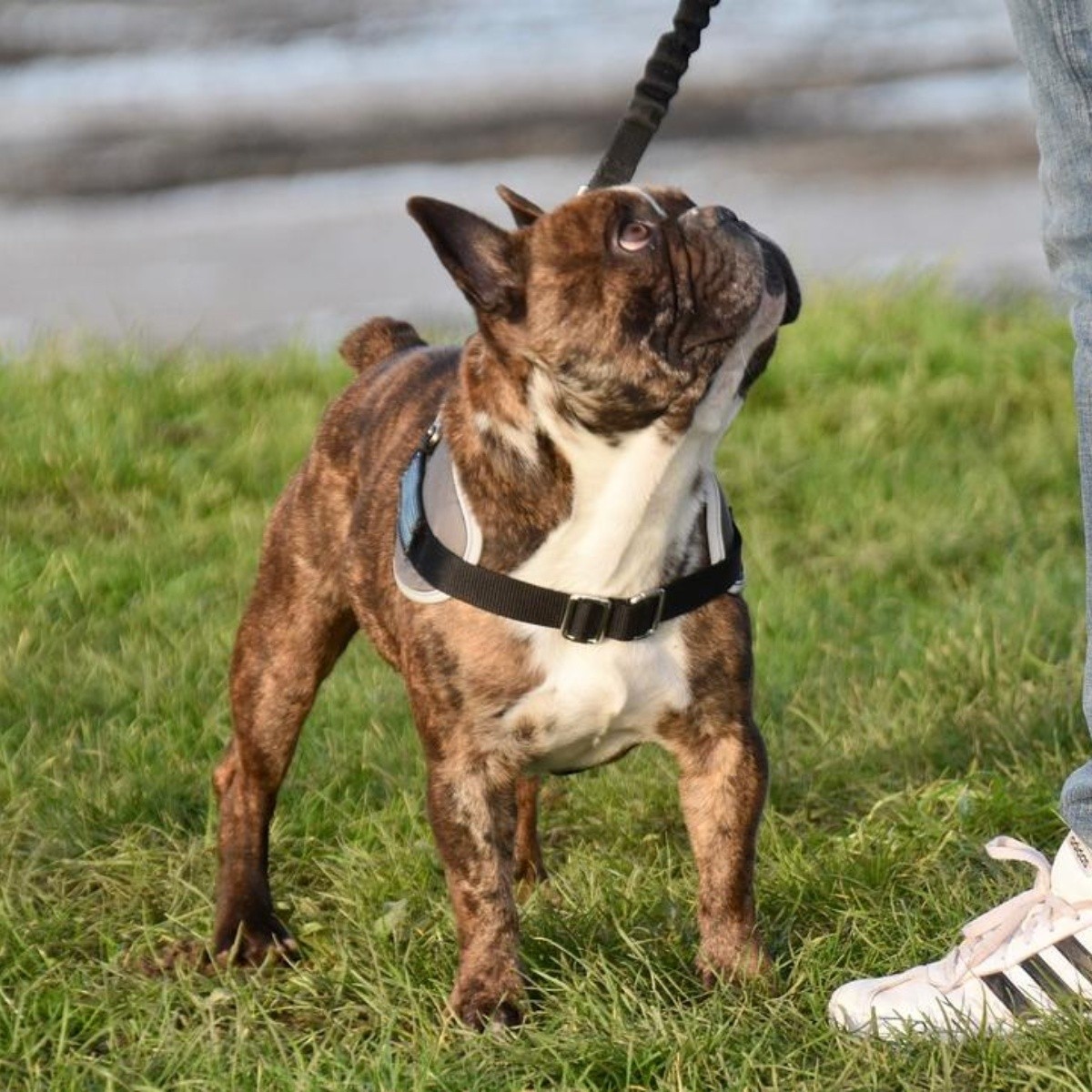 6 recomendaciones para enseñarle a un cachorro a pasear con correa