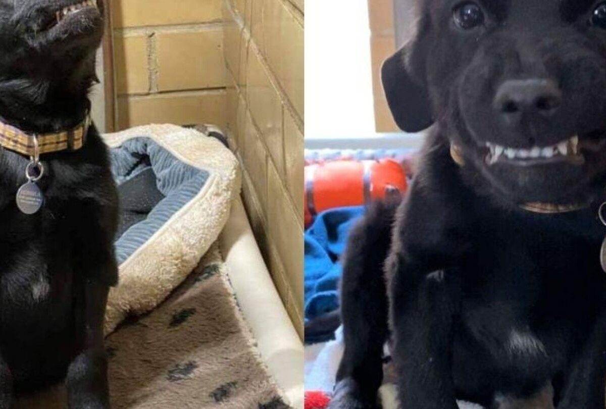Labrador sonríe agradecido luego de ser rescatado de una perrera |