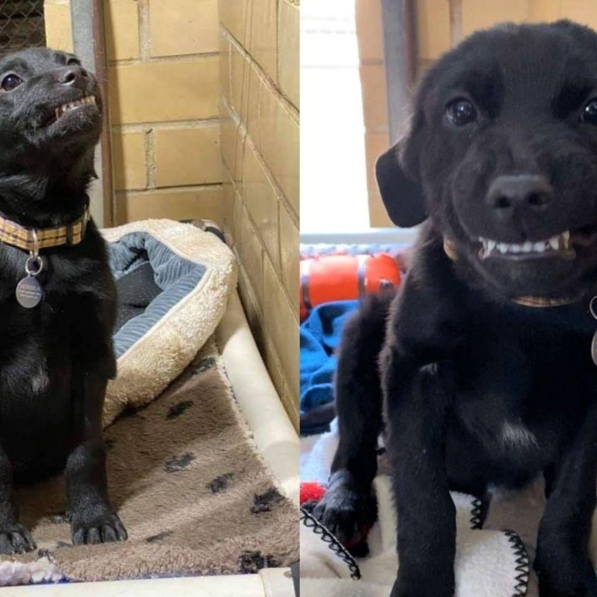 Labrador sonríe agradecido luego de ser rescatado de una perrera