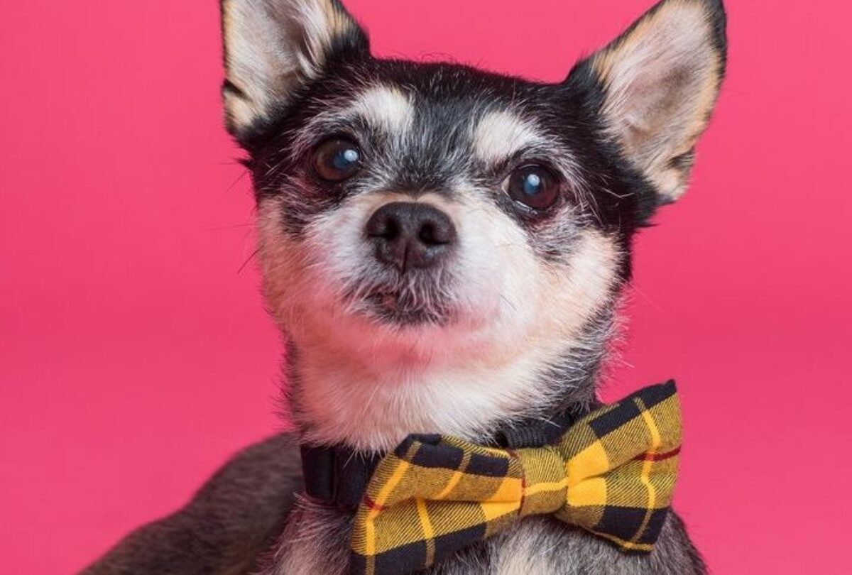 30 nombres para perros machos pequeños y su significado |