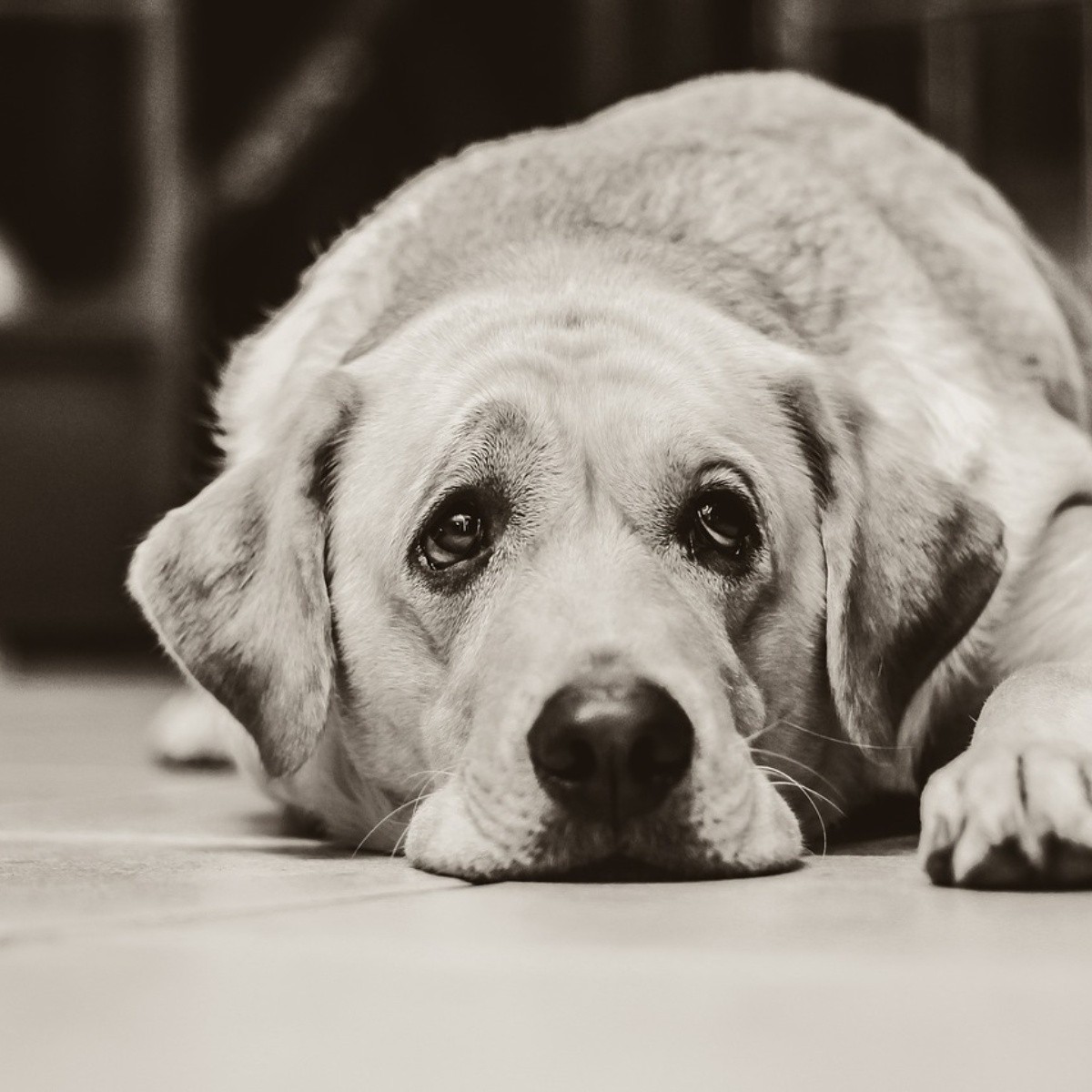 10 principales causas por lo que un perro padece de diarrea