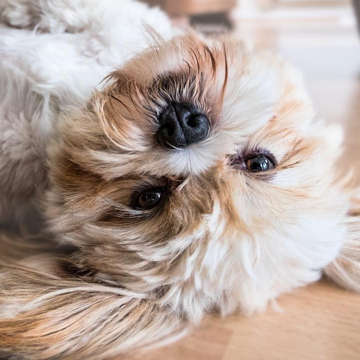 Por qué los perros pueden dormir con los ojos abiertos, explicación científica