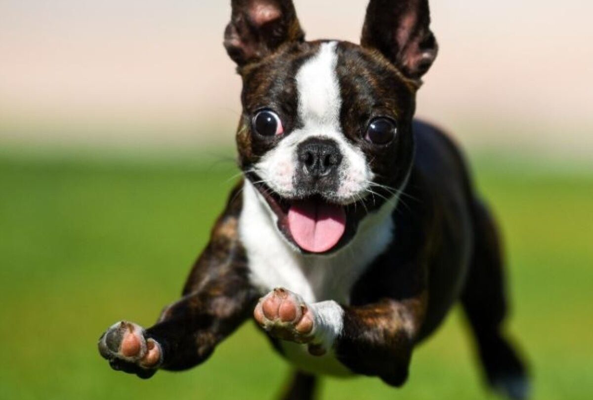 7 cosas que quizás no sabías sobre los perros Boston Terrier |