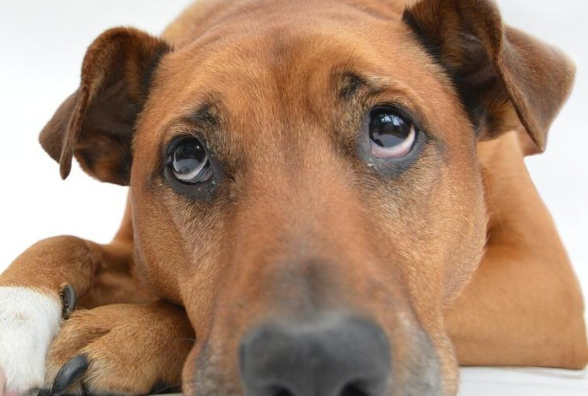Sarna en perros cuáles son los síntomas causas y posibles tratamientos |