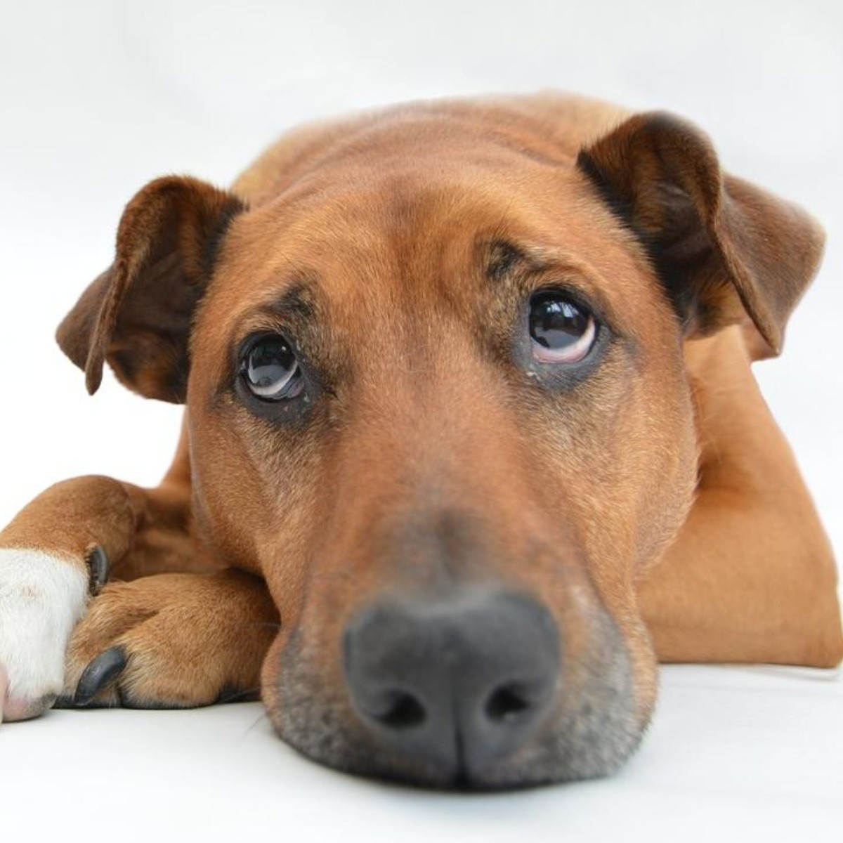 Sarna en perros: cuáles son los síntomas, causas y posibles tratamientos