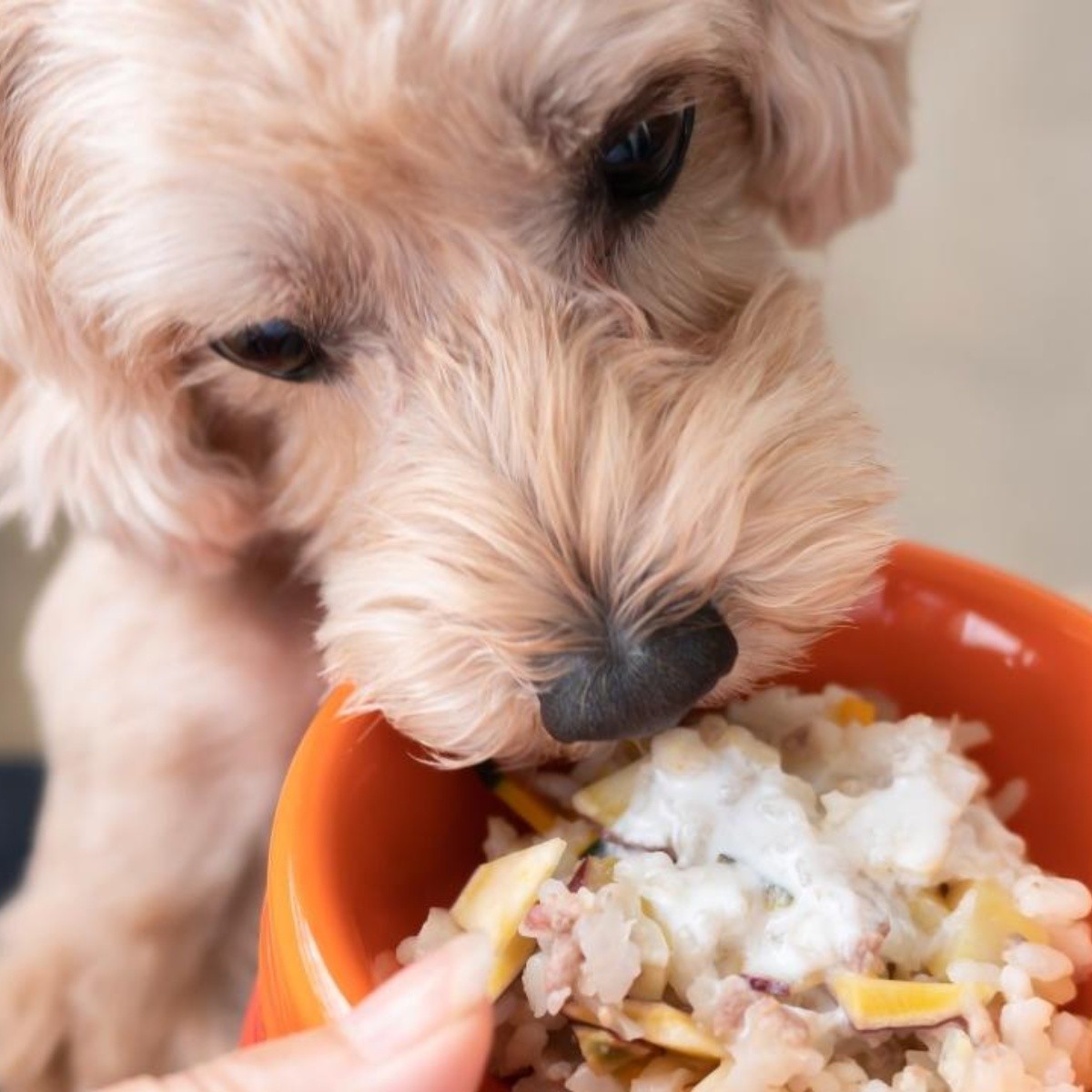 Qué dicen los expertos sobre alimentar a los perros con arroz