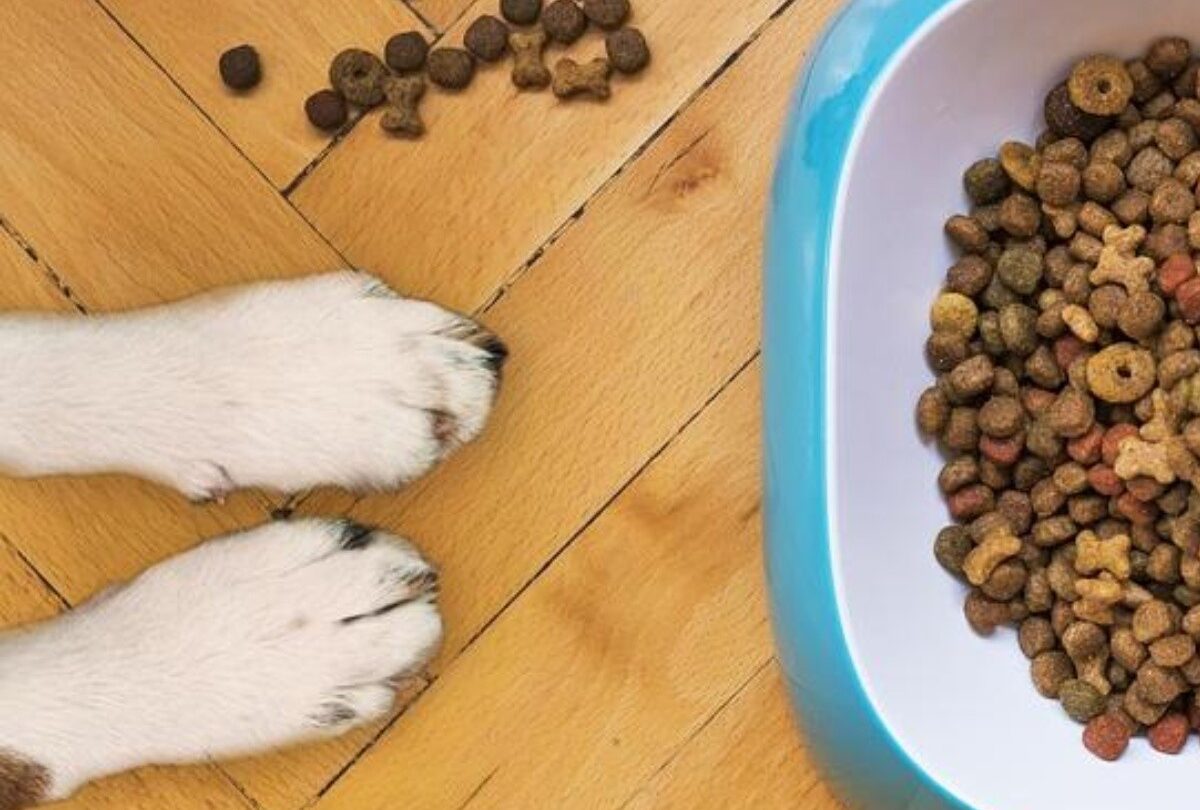 Cómo saber cuánta cantidad de comida le debo de dar a mi perro |