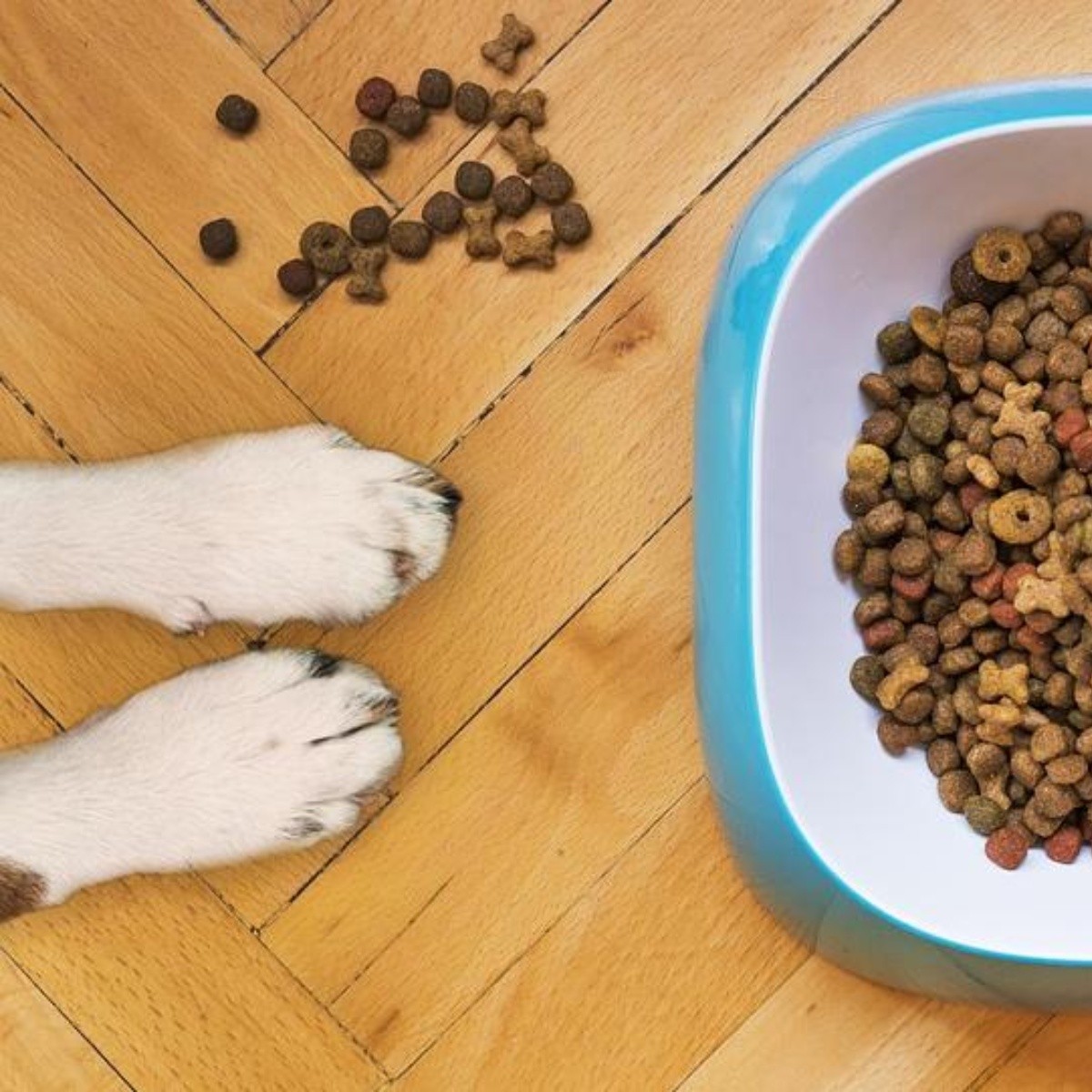 Cómo saber cuánta cantidad de comida le debo de dar a mi perro