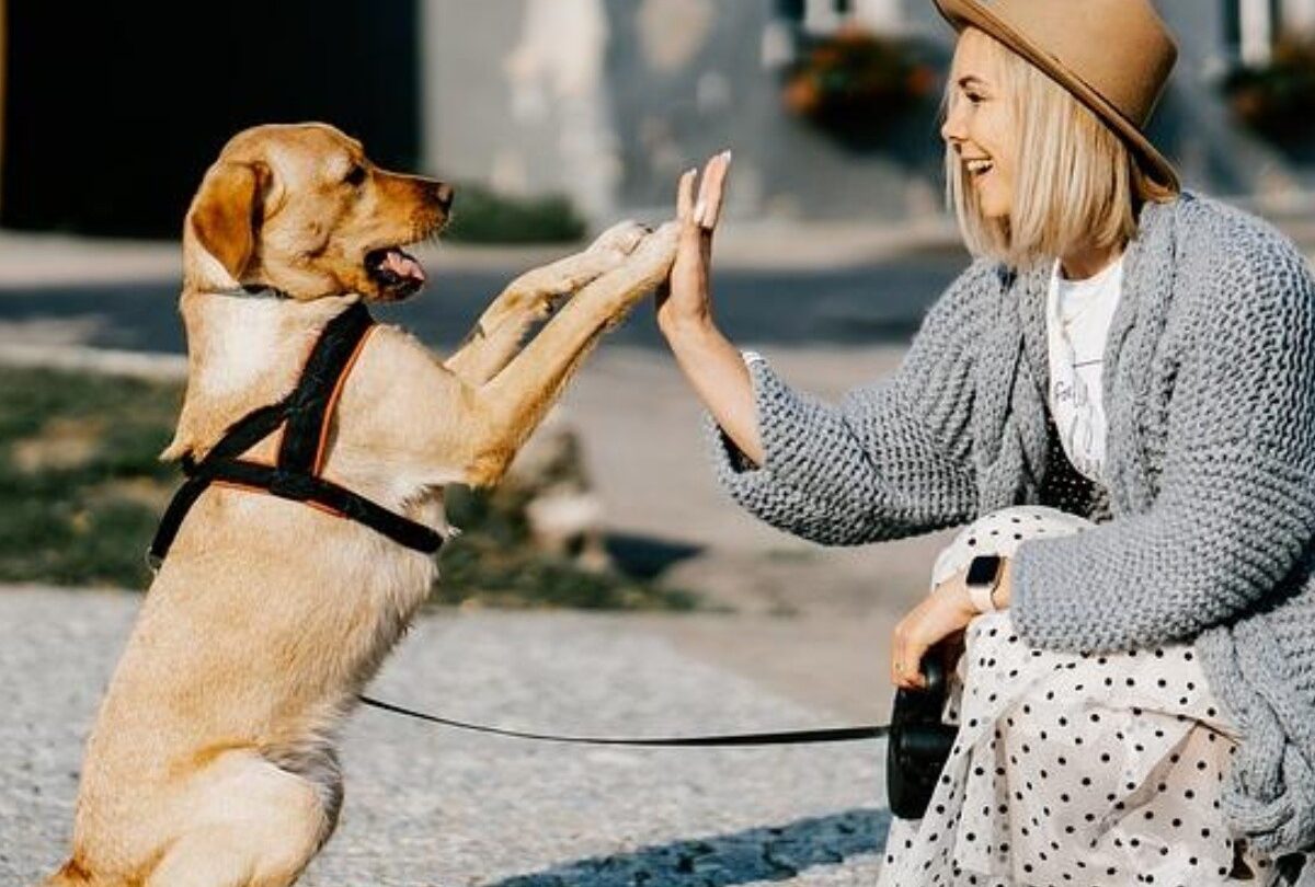 Cómo puedes disciplinar a tu perrito sin tener que castigarlo |