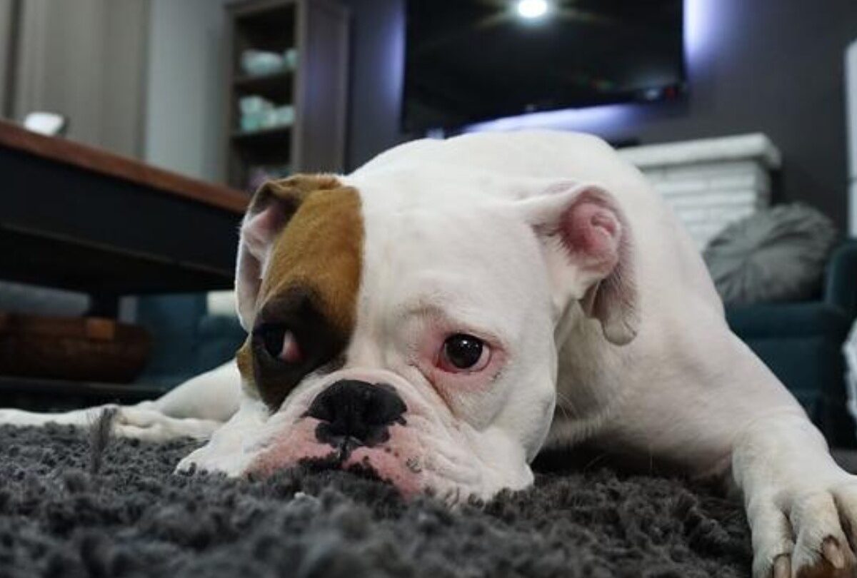 Aprende a identificar los síntomas de envenenamiento en perros |