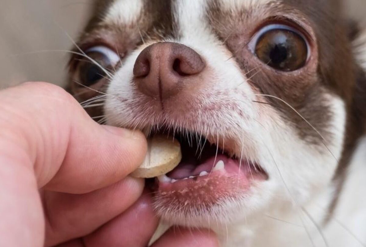 Vitaminas para perros cuáles necesita y cómo elegir las mejores |