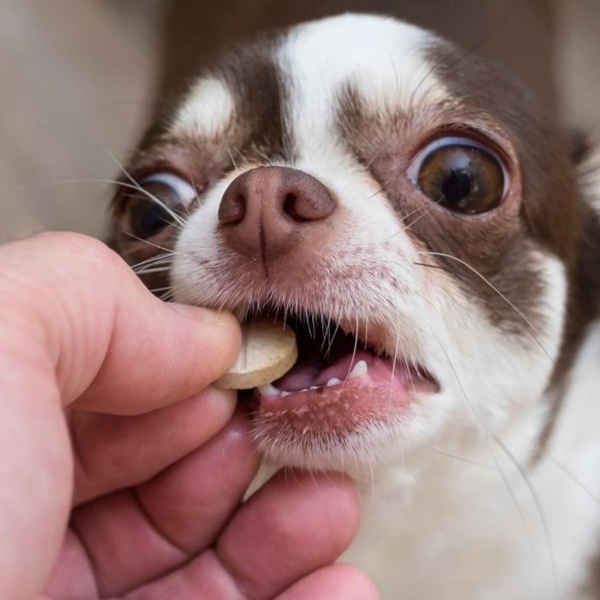 Vitaminas para perros: cuáles necesita y cómo elegir las mejores