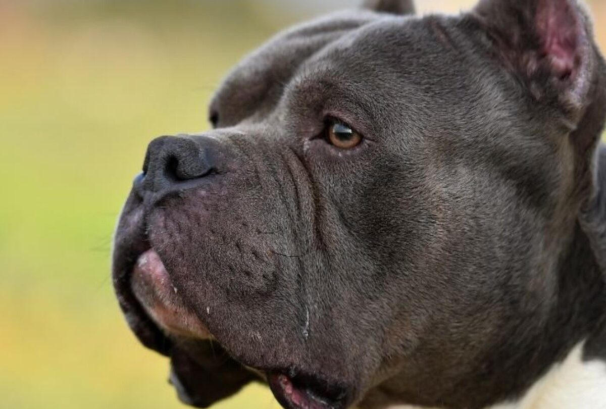 5 razones por las que no se les debe cortar las orejas a los Pitbull |