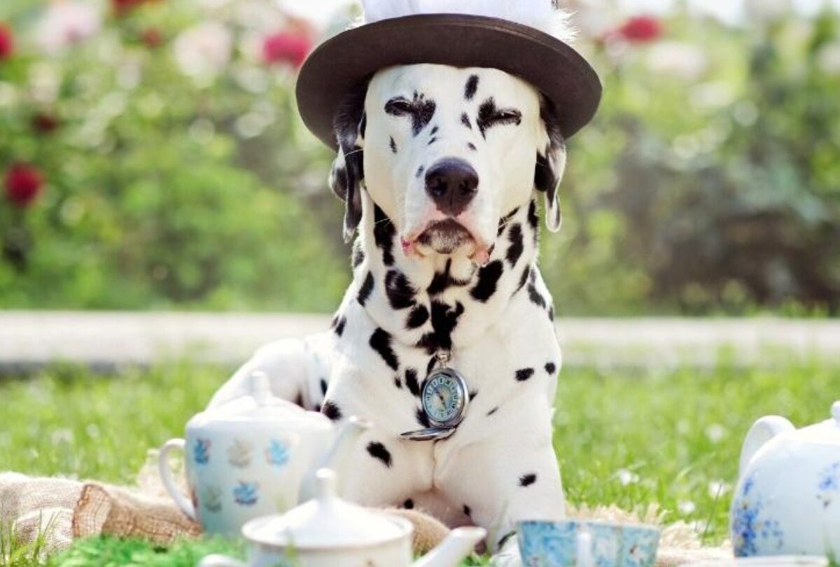20 nombres para gatitos y perritos inspirados en la serie Bridgerton |
