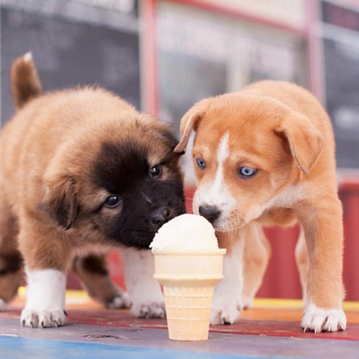 No es bueno alimentar a los perros con helado, según expertos