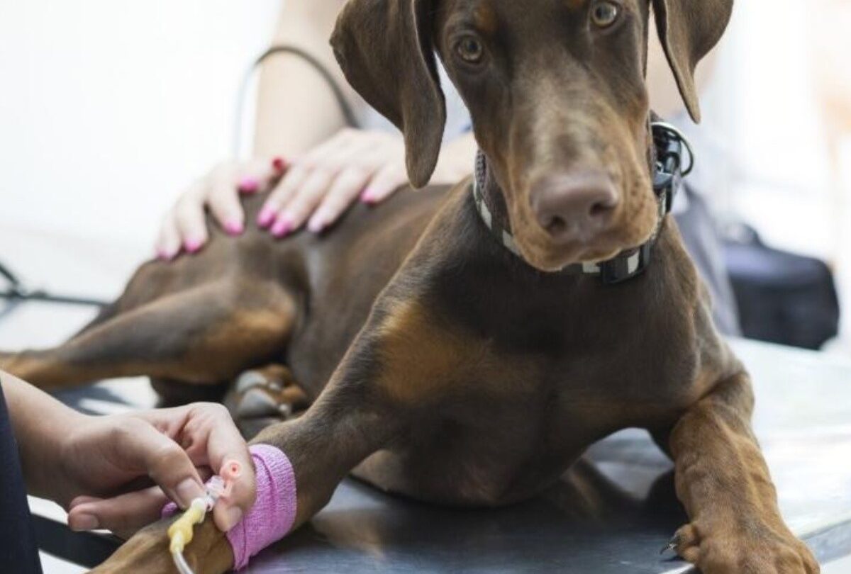 Lo que hay que saber de la transfusión sanguínea para perros |