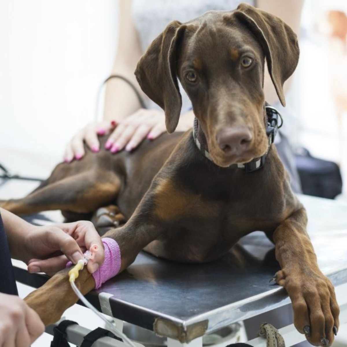 Lo que hay que saber de la transfusión sanguínea para perros